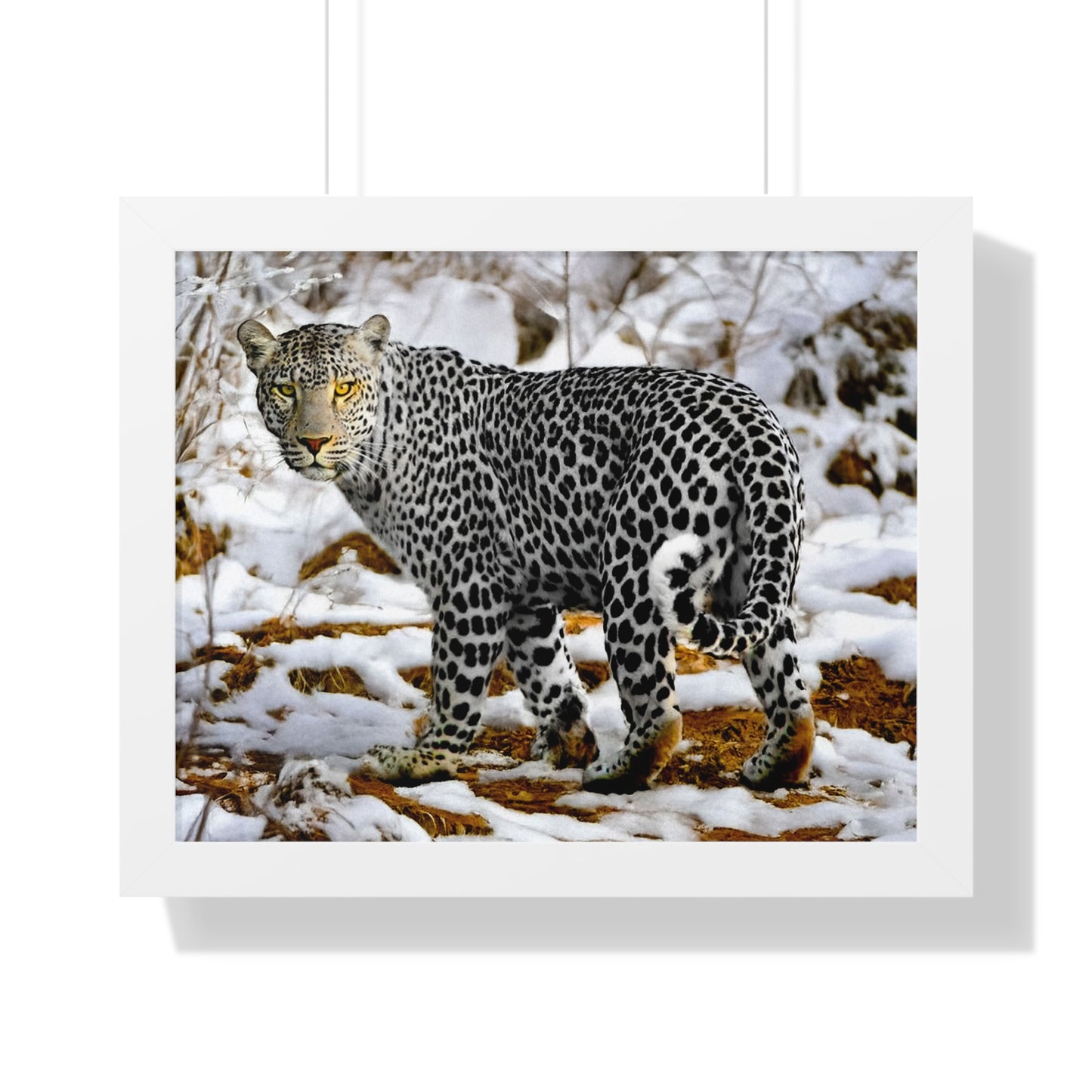 Wildlife Leopard Framed Poster