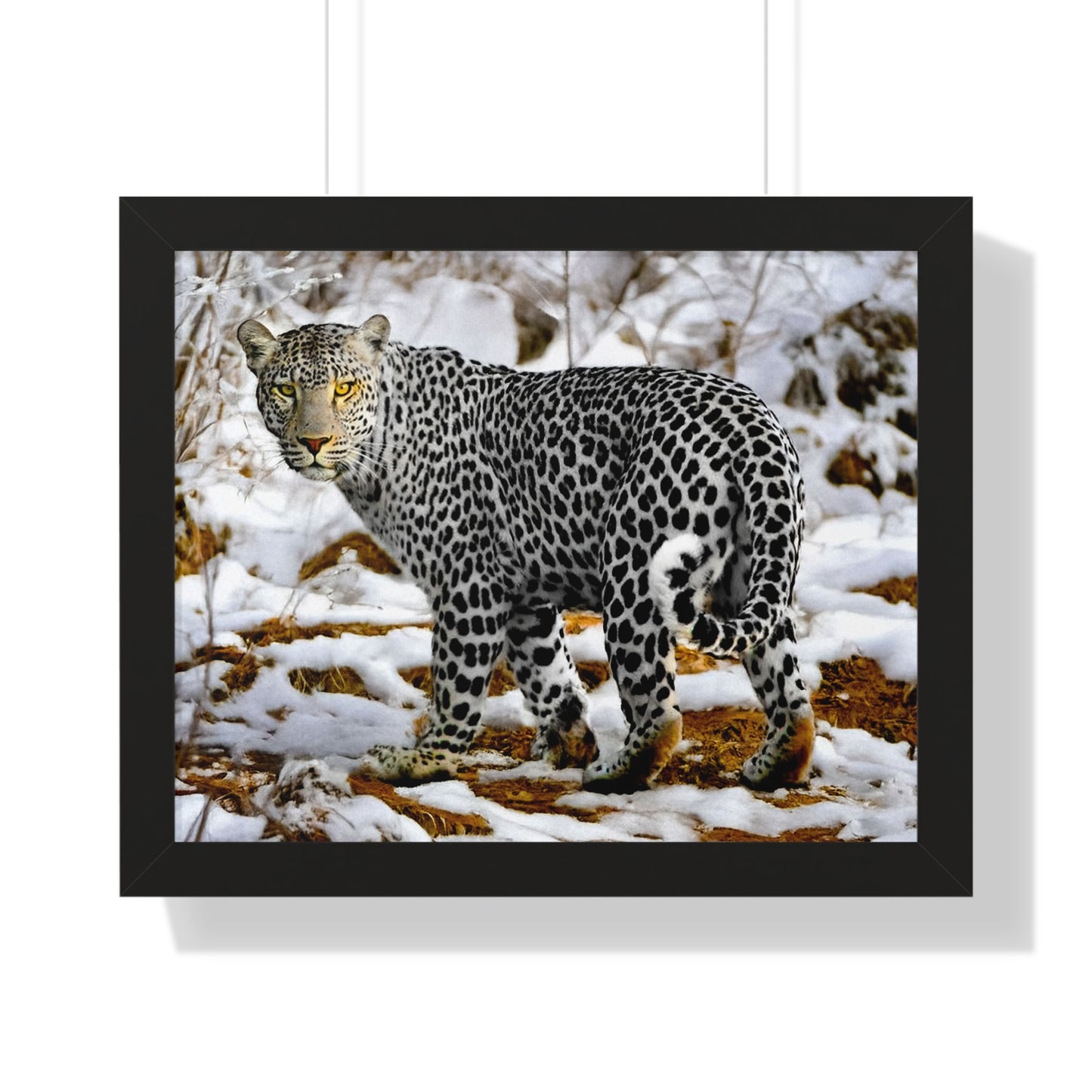Wildlife Leopard Framed Poster