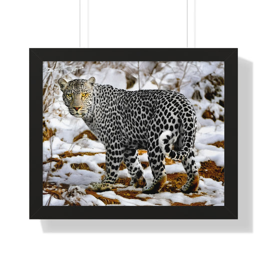 Wildlife Leopard Framed Poster
