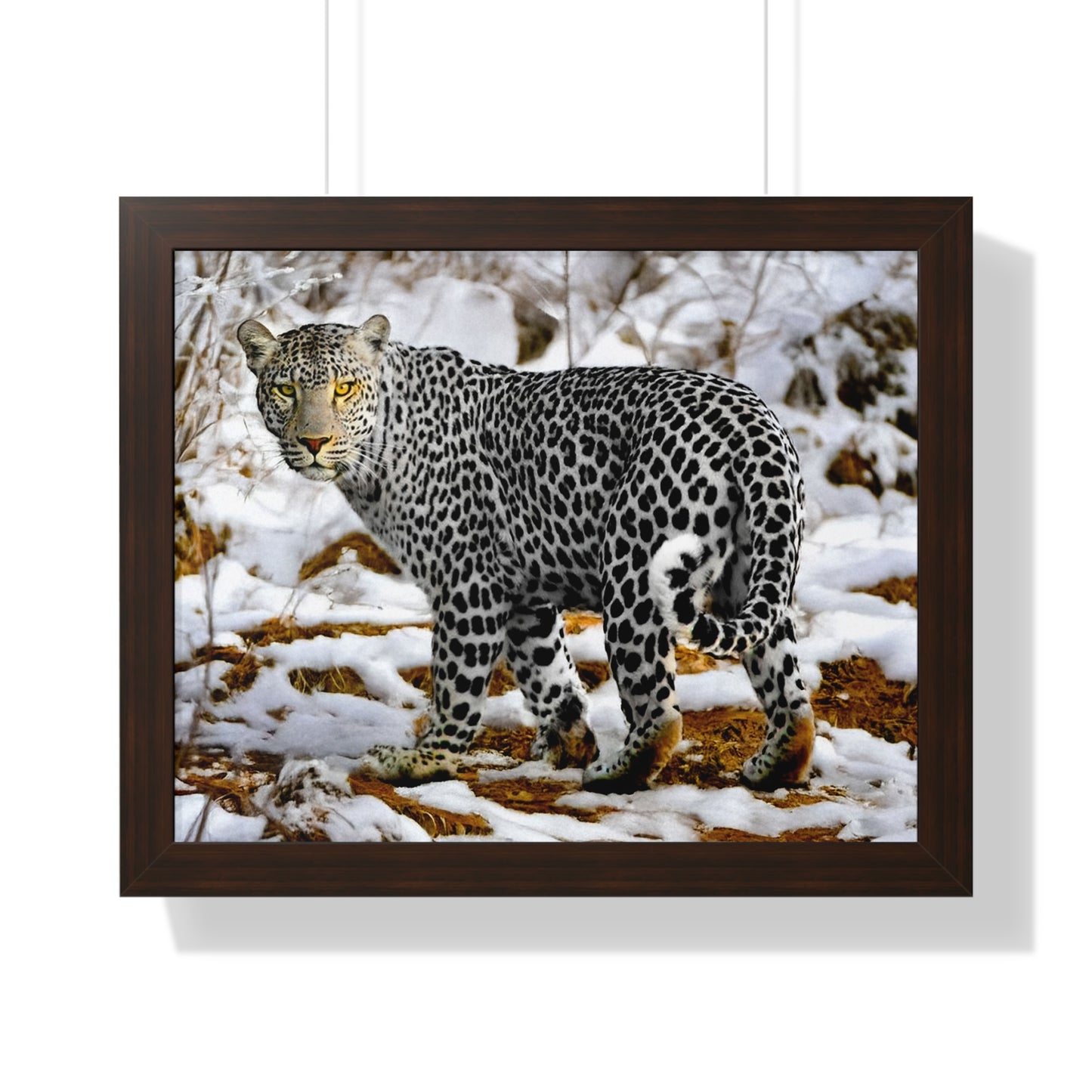 Wildlife Leopard Framed Poster